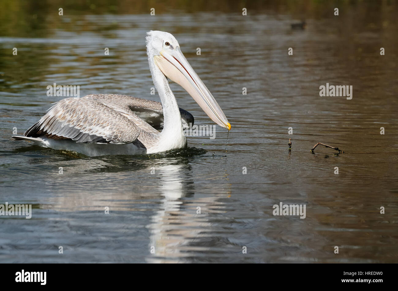 Pélicans dans le parc national de Naivasha au Kenya Banque D'Images