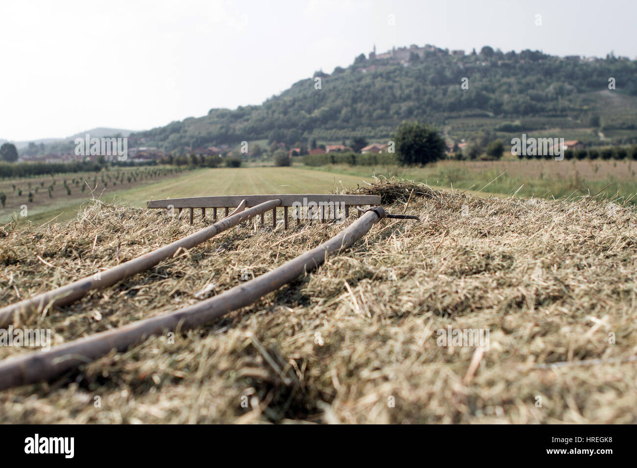 La récolte de foin à Magliano Alfieri, qui est situé dans la province du Piémont, en Italie. Banque D'Images