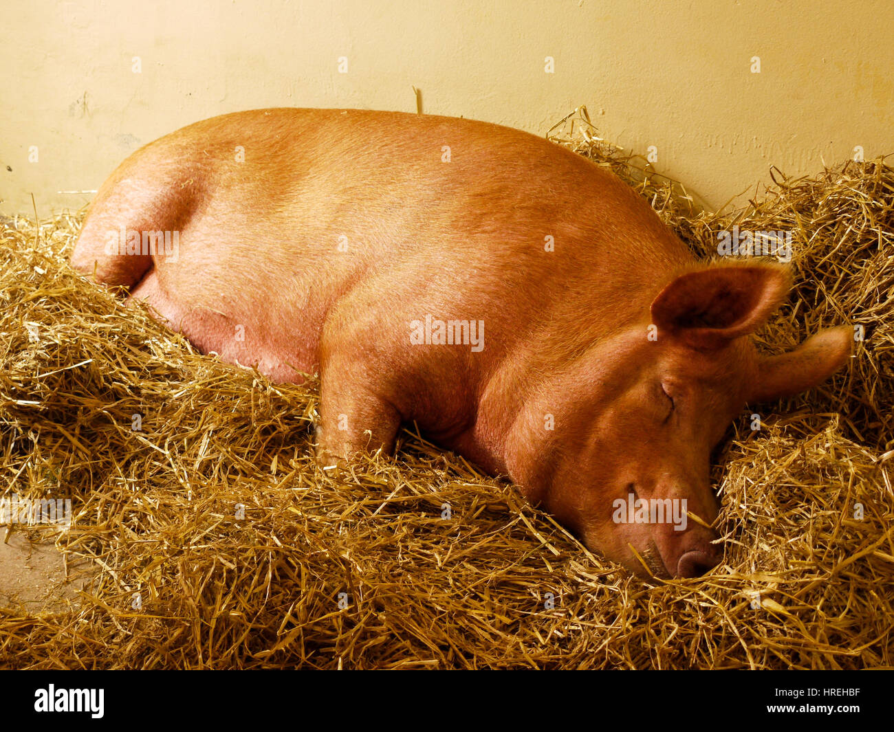 Un chat dort sur un gros tas de foin Banque D'Images