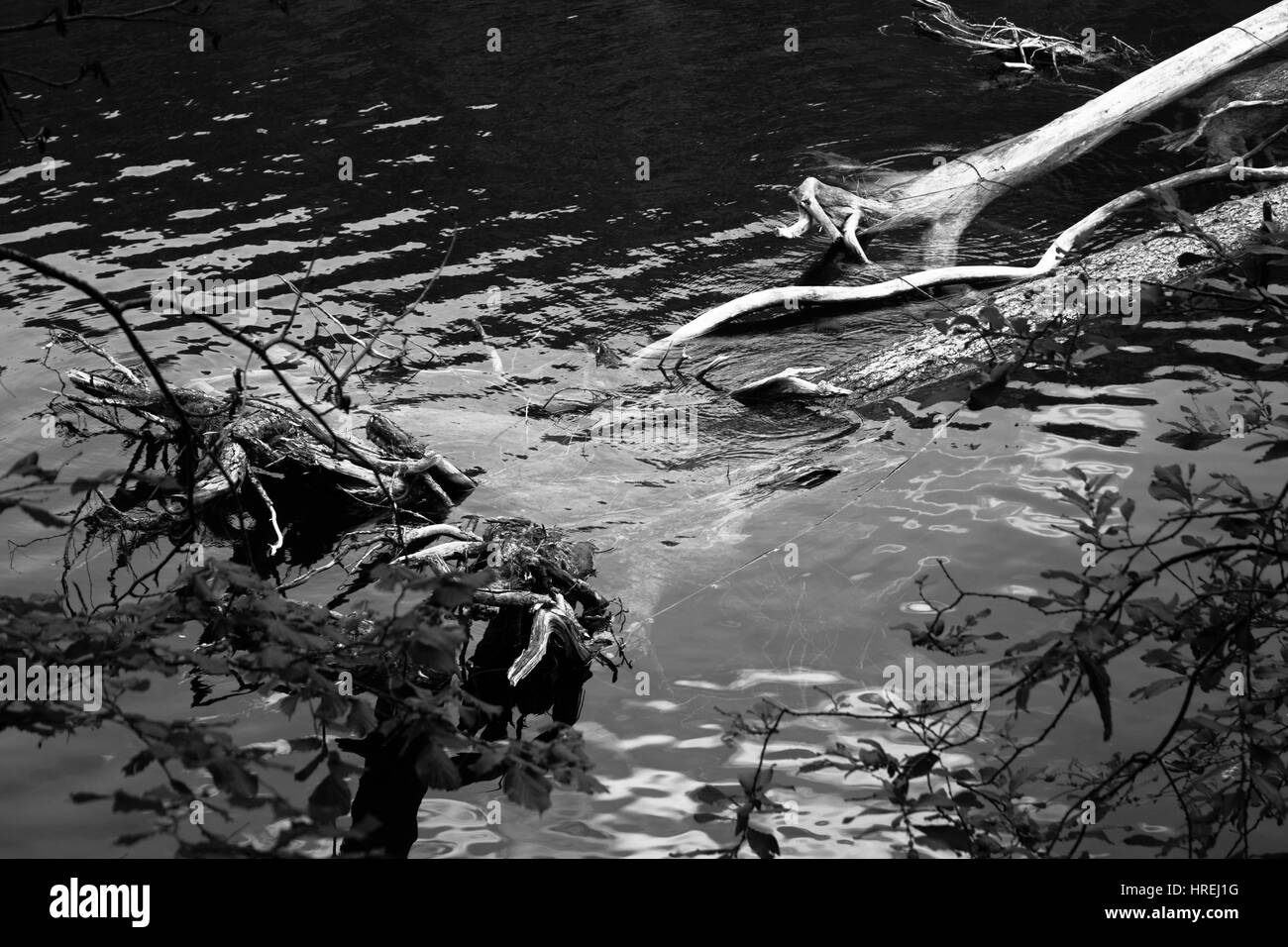 Les branches d'arbres sous l'eau Banque D'Images