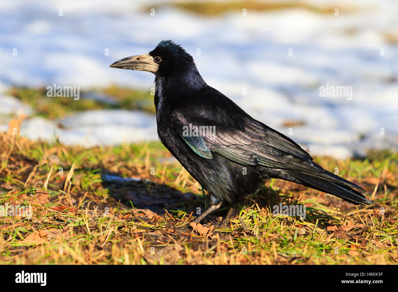 Tour sur spring meadow,oiseau dans le soleil, plumes noires, jeux de printemps, la neige fond Banque D'Images