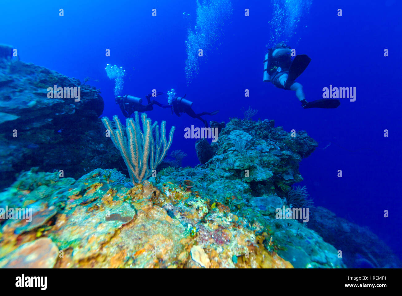 Scène sous-marine avec trois plongeurs sur fond d'une barrière de corail, plongée cubain Banque D'Images