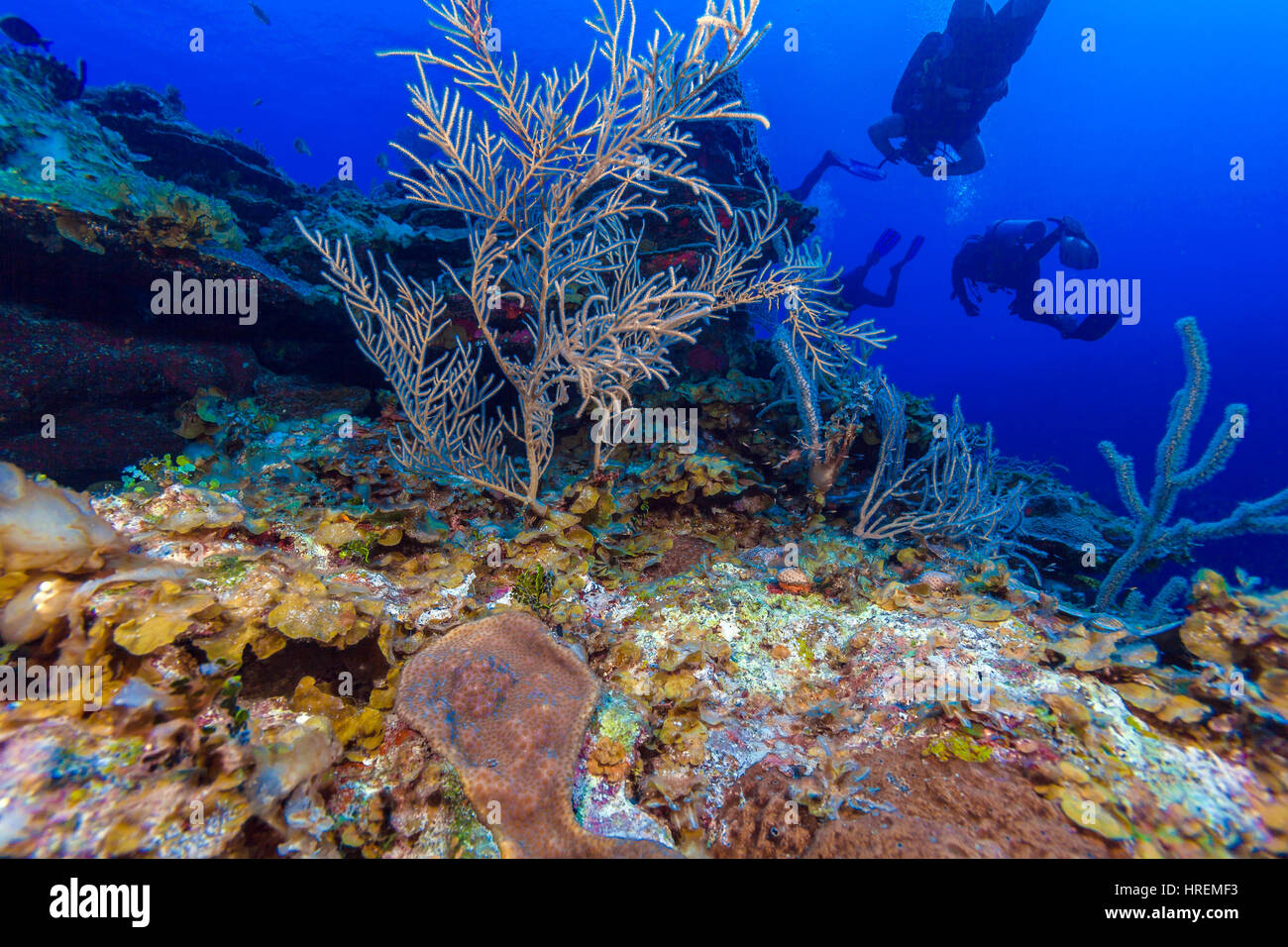 Scène sous-marine avec trois plongeurs sur fond d'une barrière de corail, plongée cubain Banque D'Images