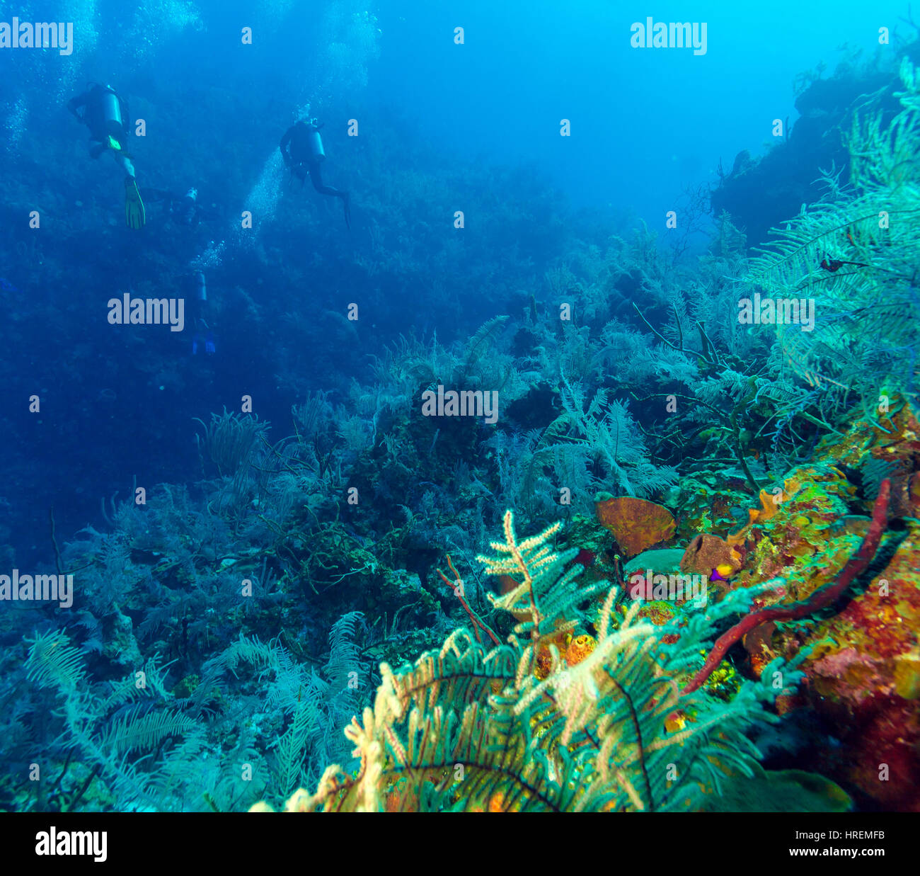 Scène sous-marine avec trois plongeurs sur fond d'une barrière de corail, plongée cubain Banque D'Images