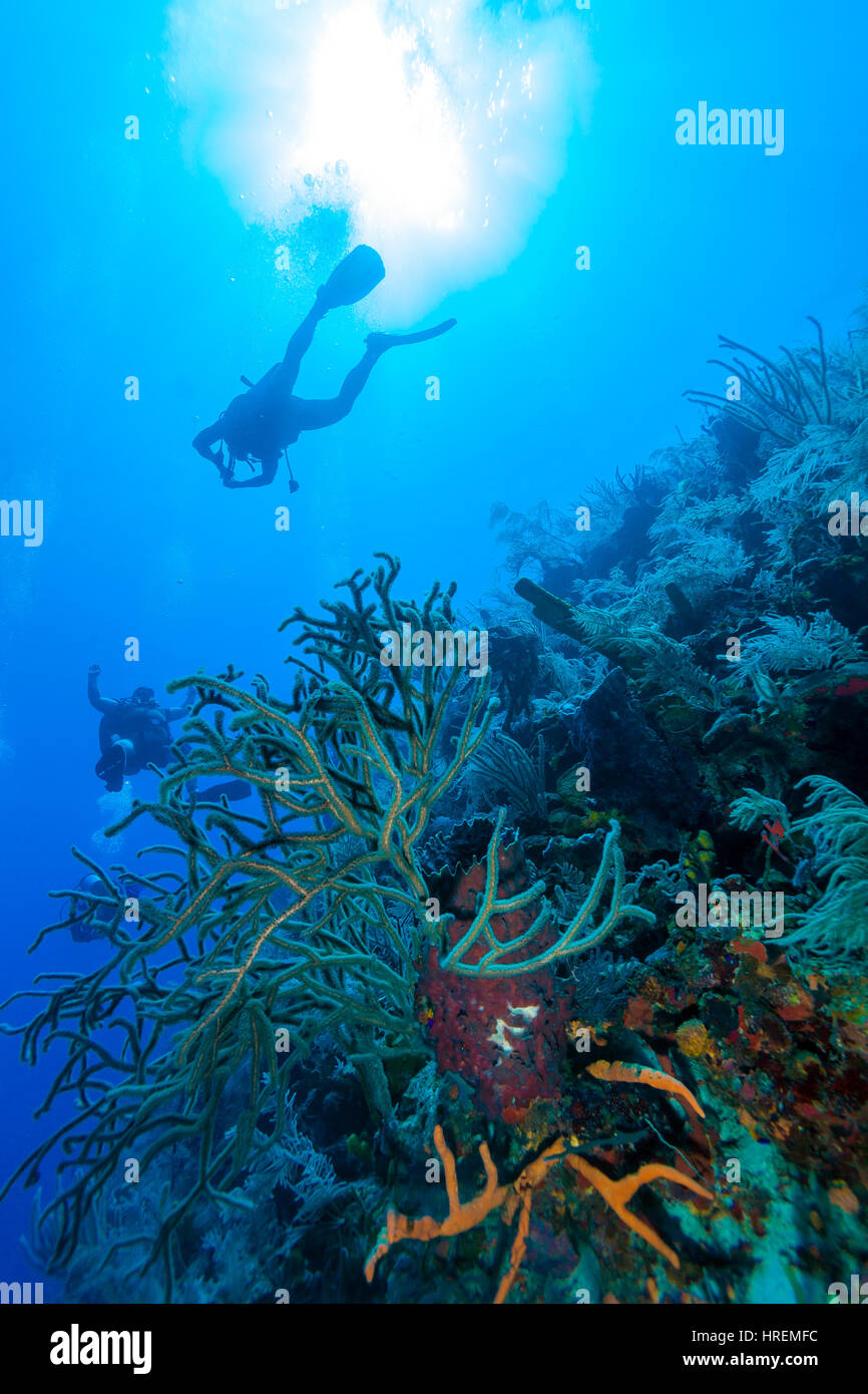 Scène sous-marine avec la silhouette d'un plongeur dans l'arrière-plan de la lumière solaire plongée cubain Banque D'Images