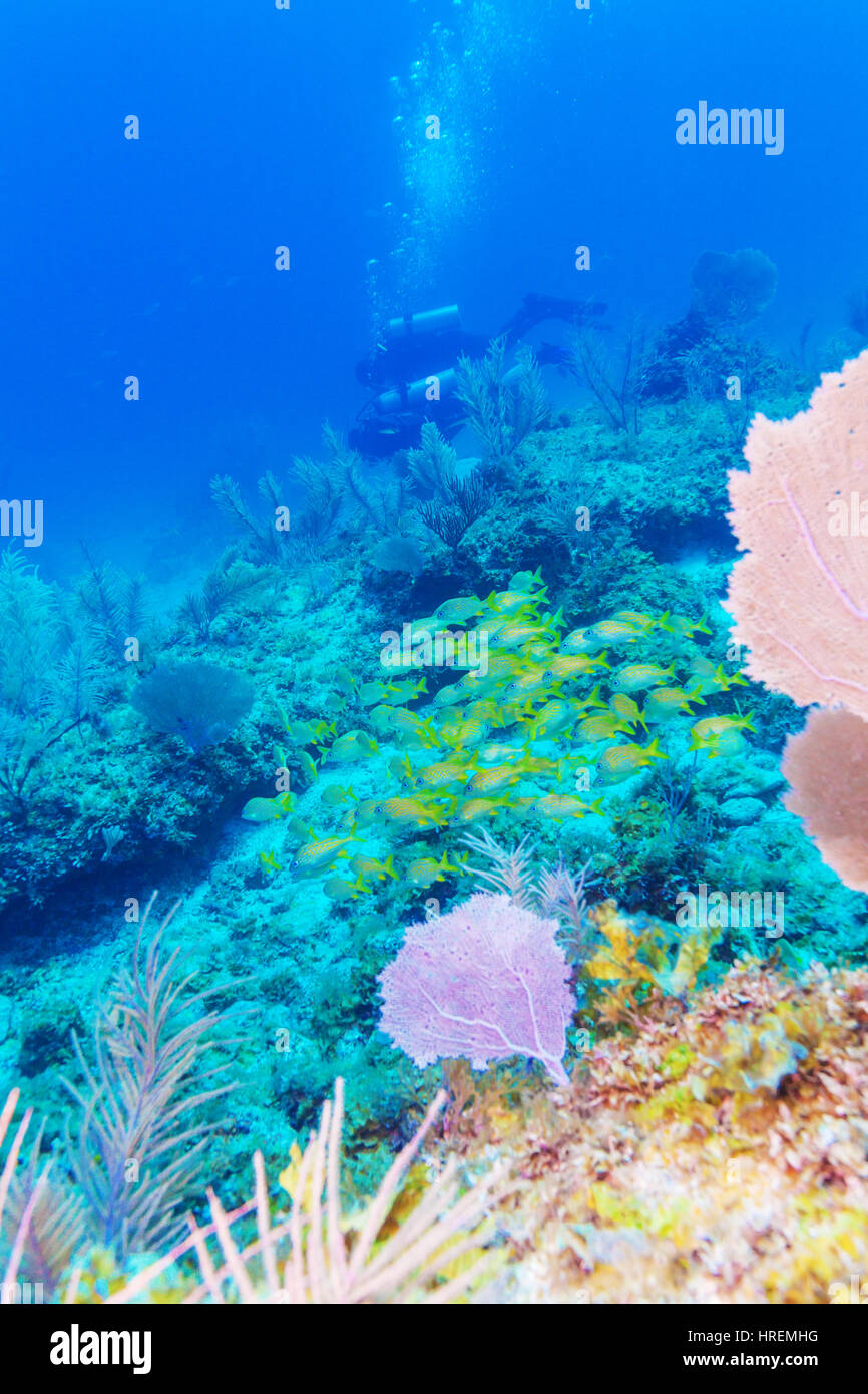 Scène sous-marine avec la vie d'un récif de coraux tropicaux et d'un groupe de plongeurs, plongée cubain Banque D'Images