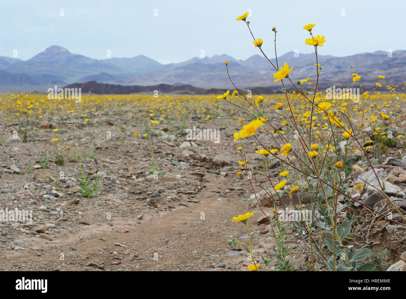 Une grappe de fleurs jaunes sur le côté droit du châssis, au-delà de ce que la vallée est couverte de fleurs sauvages menant à une chaîne de montagnes. Banque D'Images