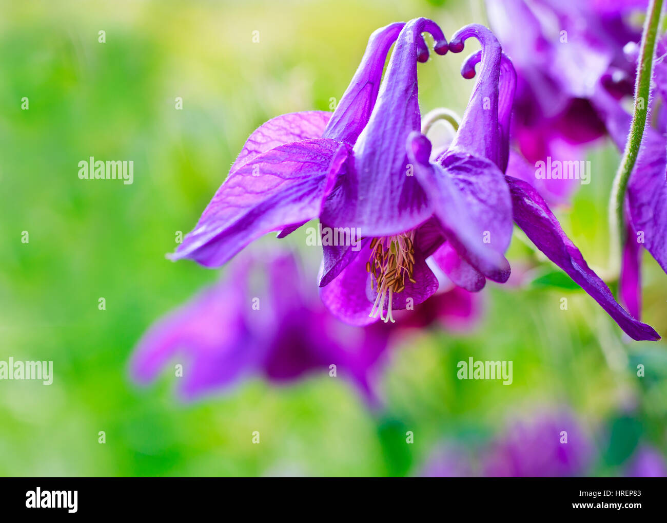 Old fashioned columbine fleurs dans le jardin d'été. Banque D'Images