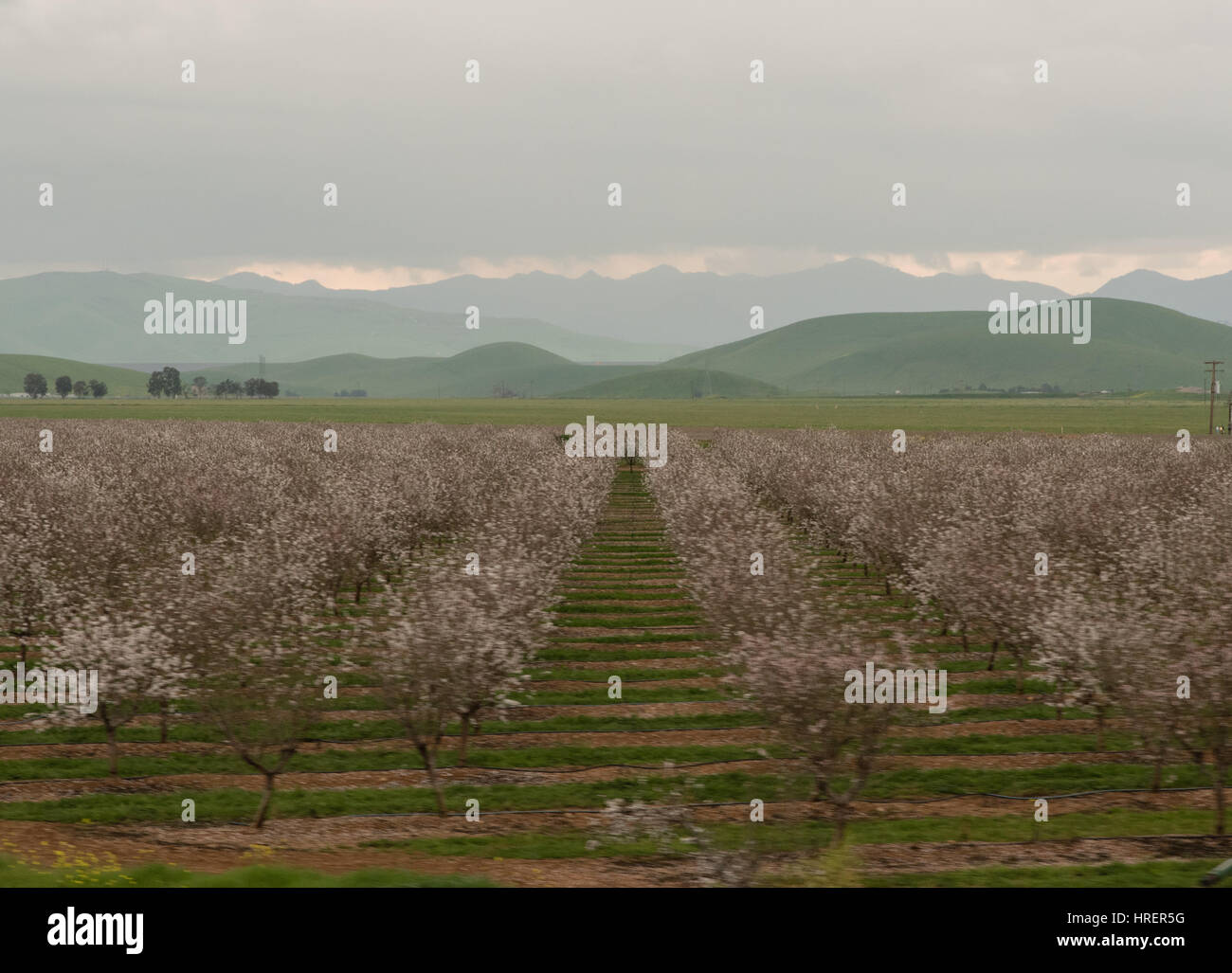 Vergers de la vallée de San Joaquin au printemps Banque D'Images