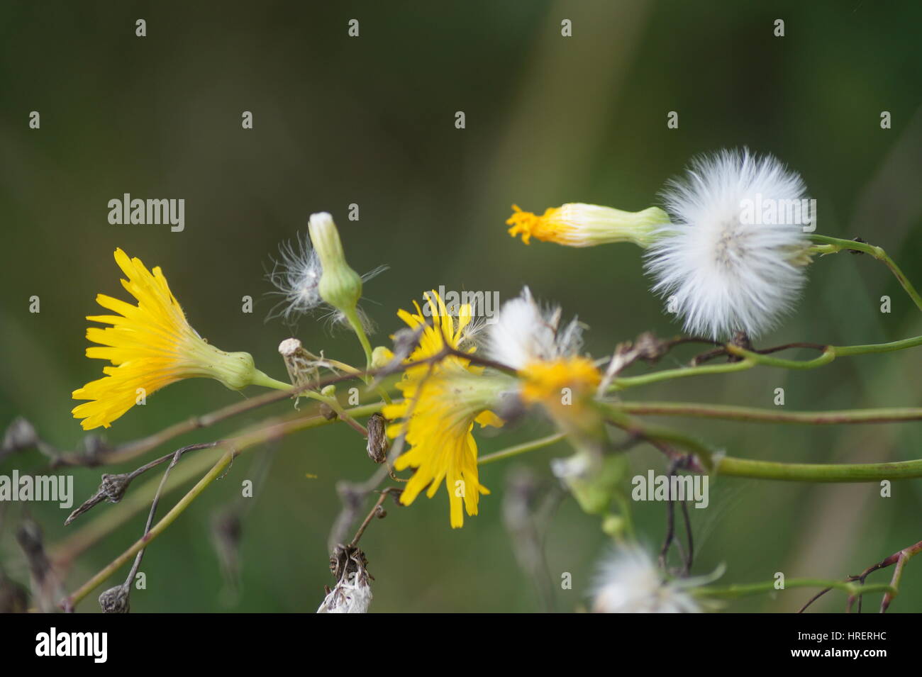 Beauté de la nature Banque D'Images