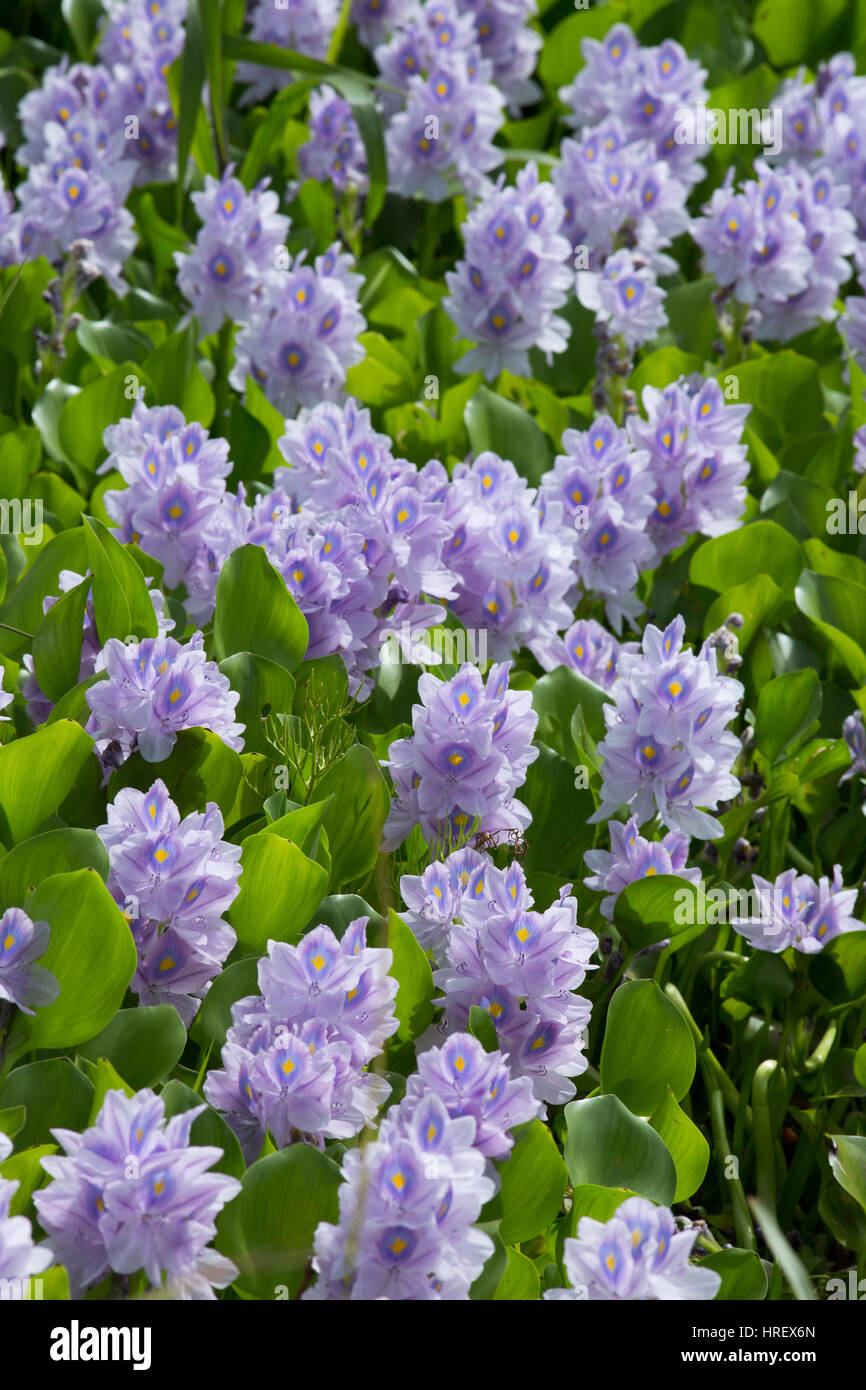 Jacinthe d'eau (Eichhornia crassipes). La floraison sur la surface de l'eau. La Trinité. Carabbean. West Indies. Février. Banque D'Images