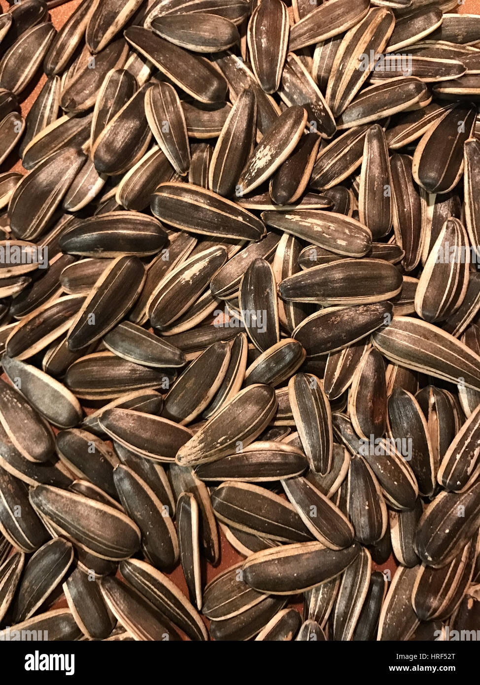 Graines de tournesol grillées. Banque D'Images