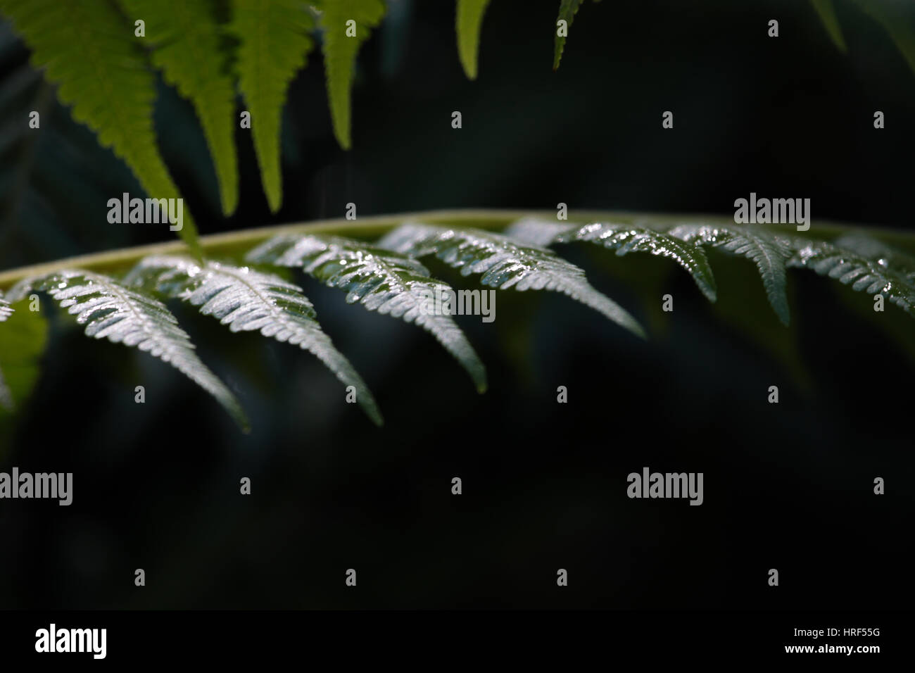 Fougère vert feuille avec des gouttes de pluie Banque D'Images