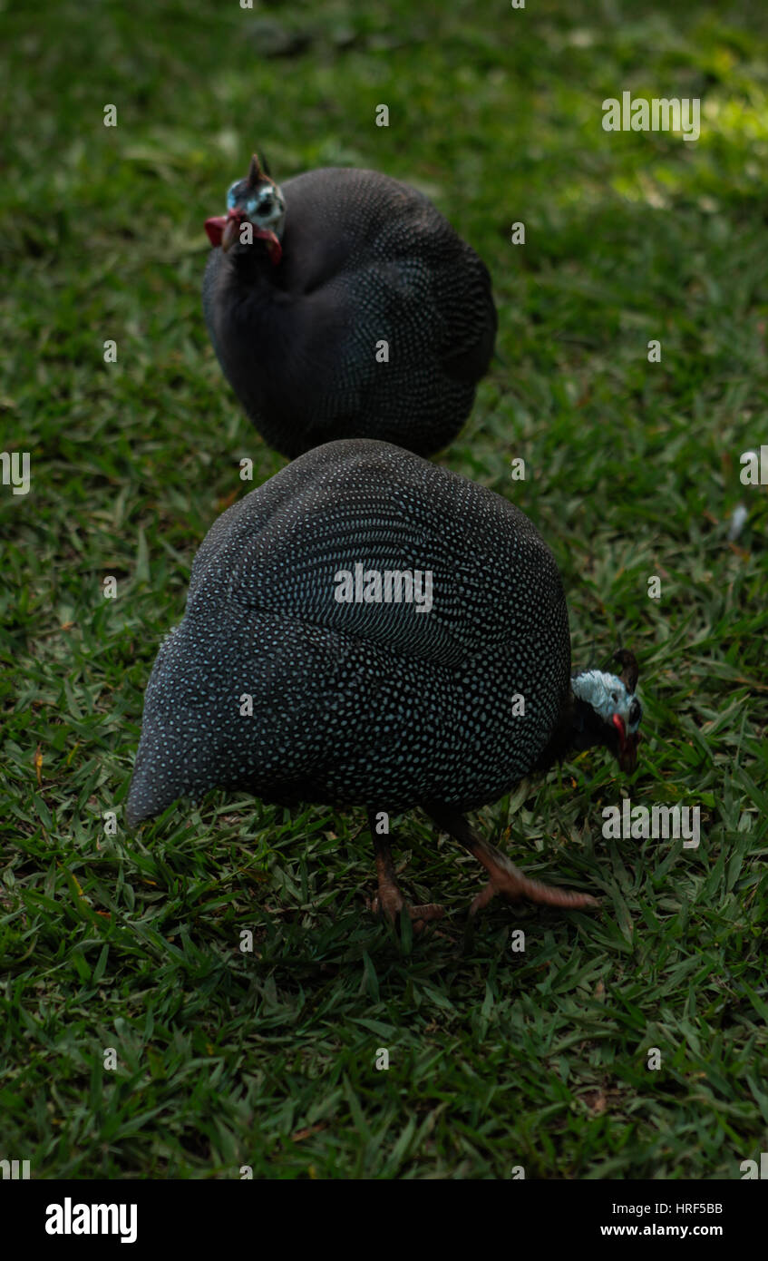 Pintade de Numidie (Numida meleagris), le plus connu de la famille des oiseaux pintades, Numididae, photographié à Brasília - Brésil Banque D'Images