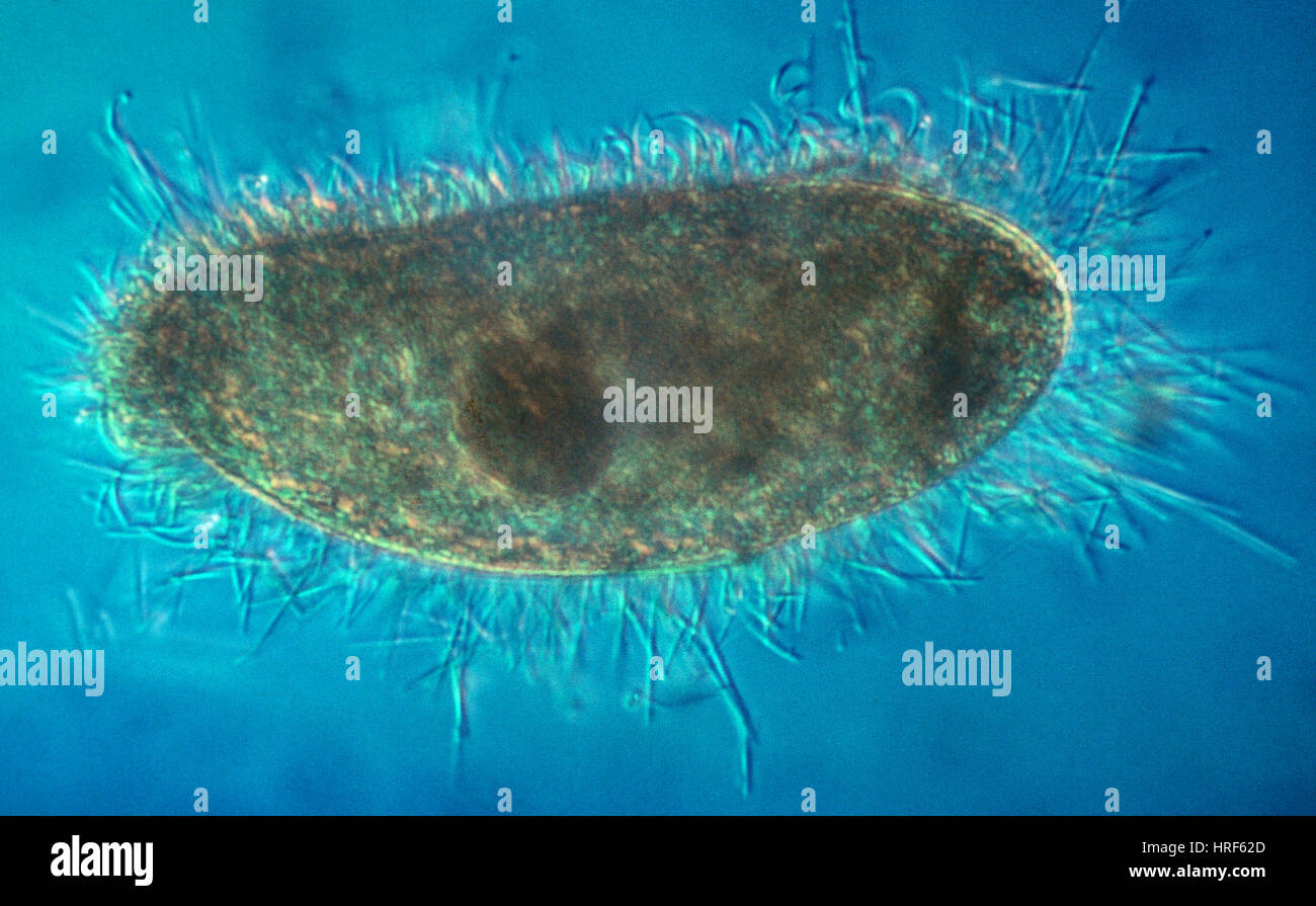 Param cie Avec Trichocysts ject Photo Stock Alamy