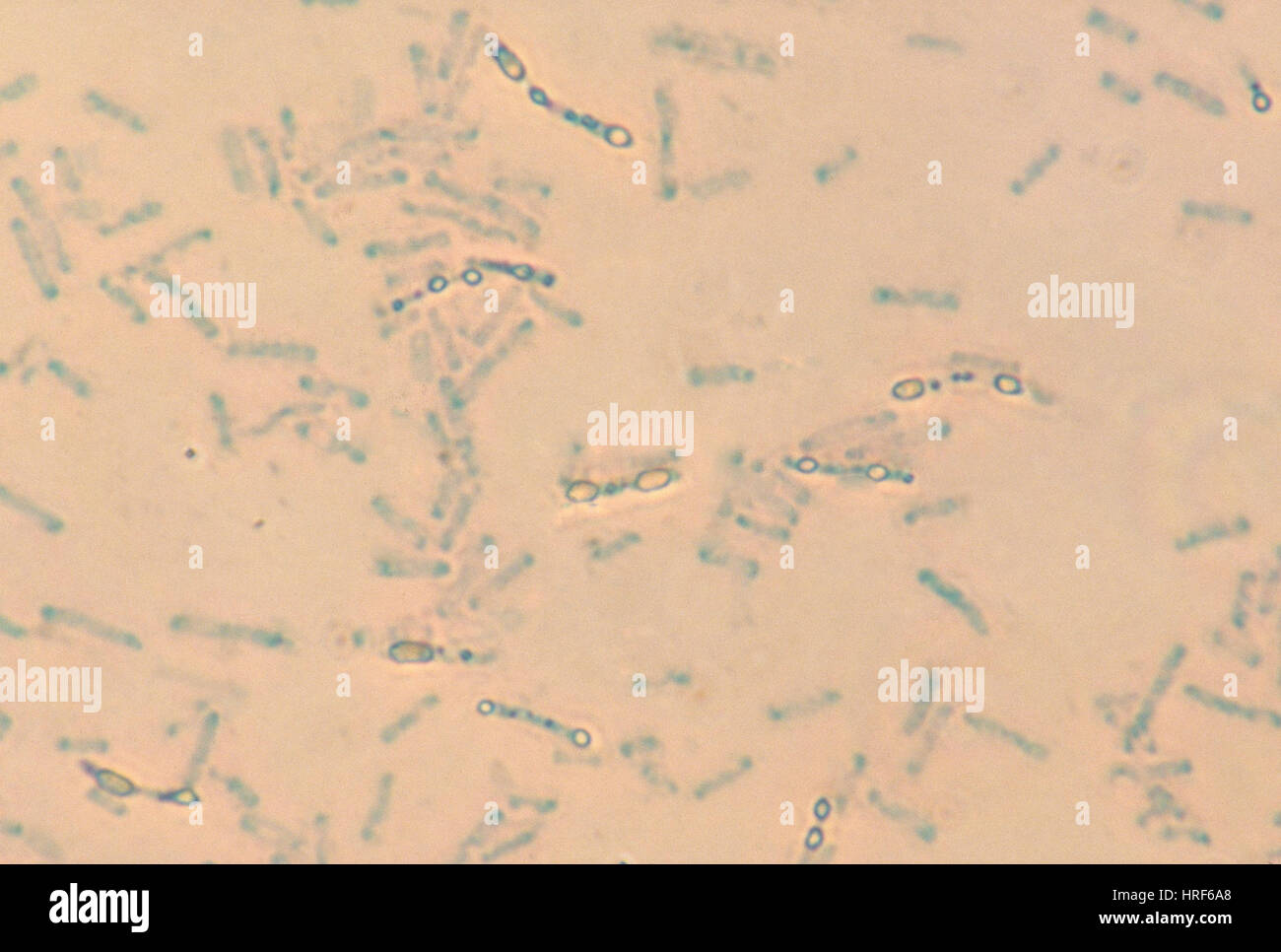 Bacterial spore Banque de photographies et d’images à haute résolution ...