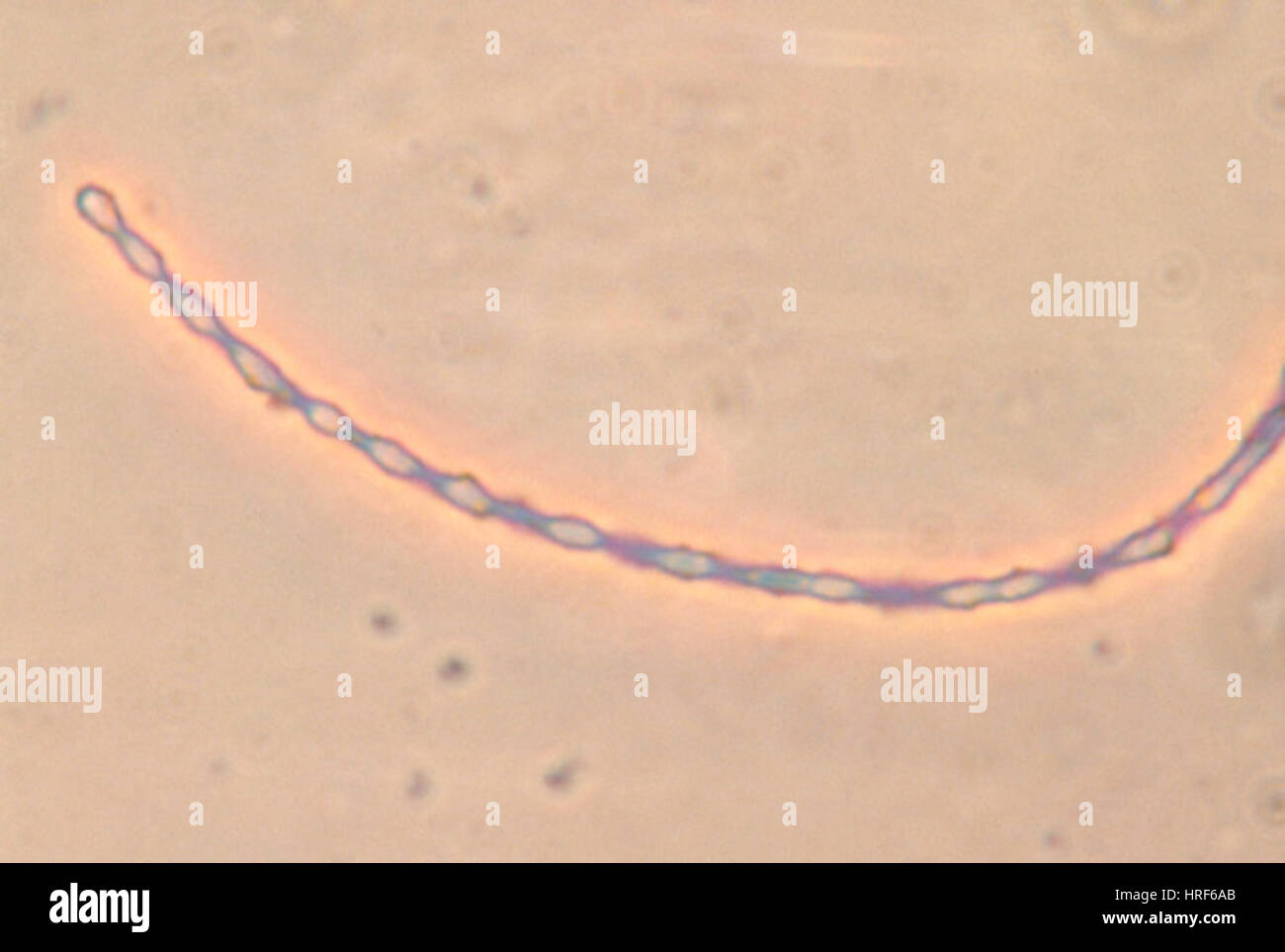 Des spores de Bacillus subtilis Banque D'Images