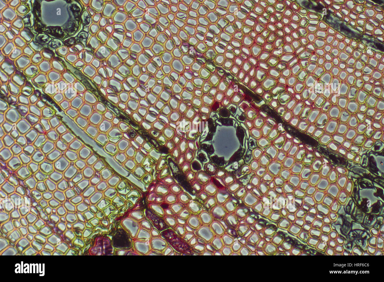 Xylème pin Banque D'Images