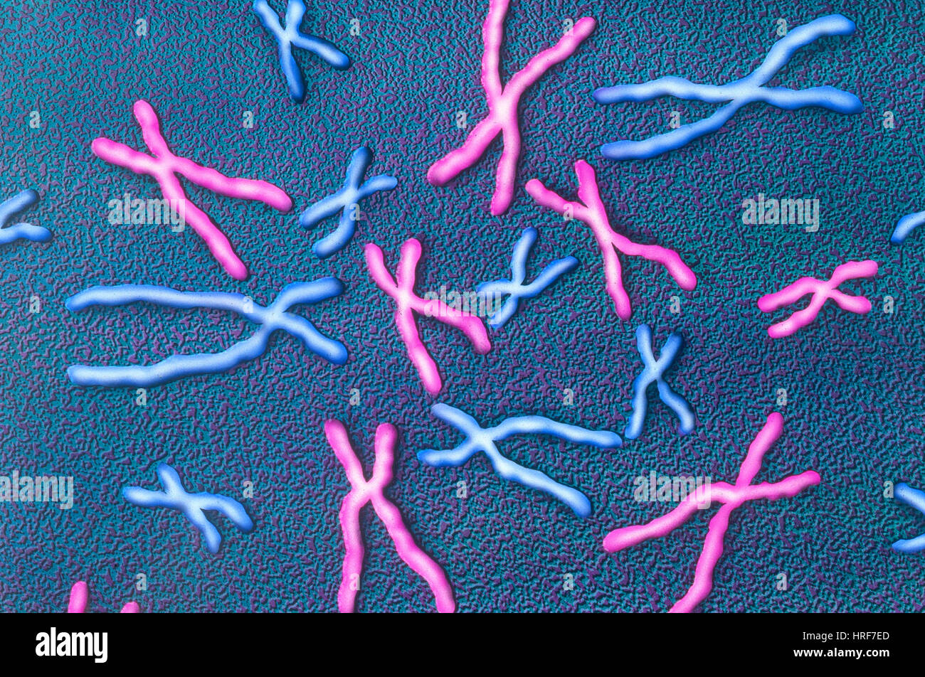 Les chromosomes en métaphase Banque D'Images