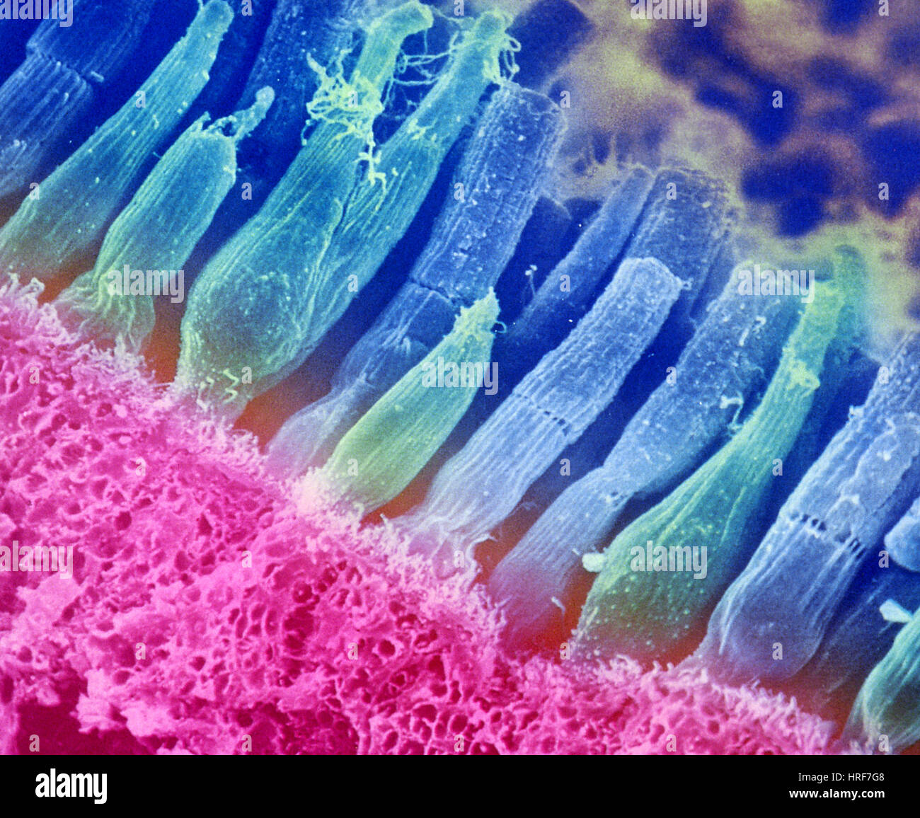 Rétine cones Banque de photographies et d’images à haute