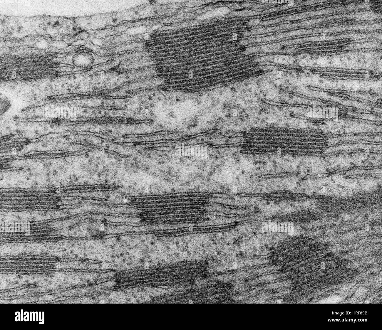 Dans les chloroplastes des cellules de feuilles de maïs, le TEM Banque D'Images