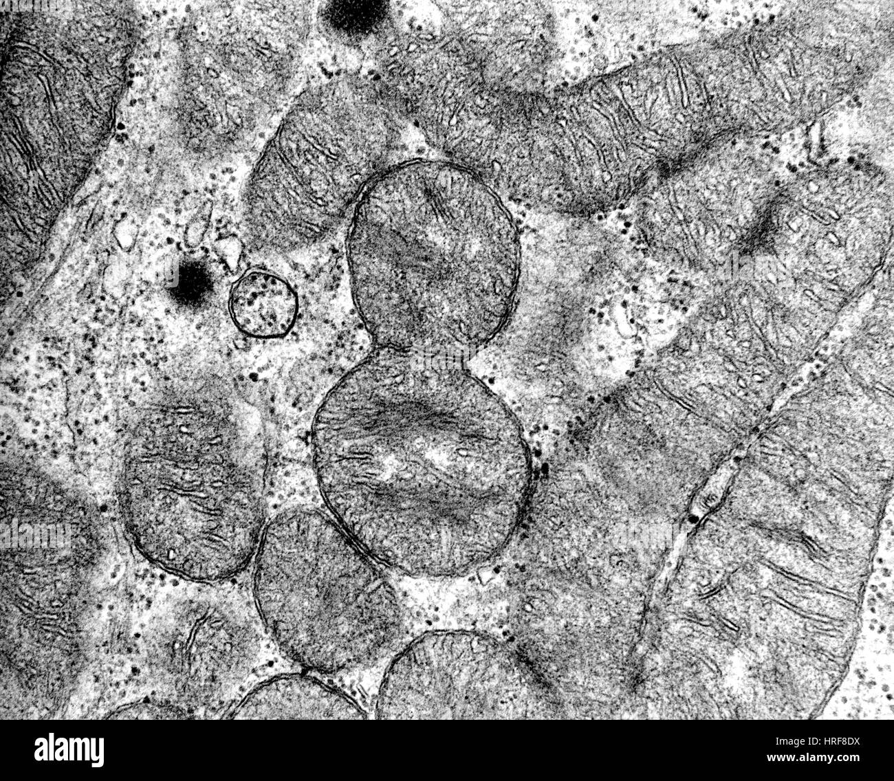 Mitochondrie Division Banque D'Images