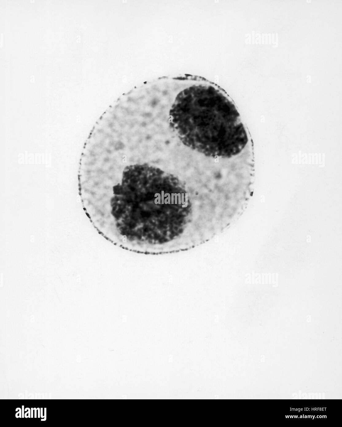 La télophase de la mitose dans les cellules Trillium Banque D'Images