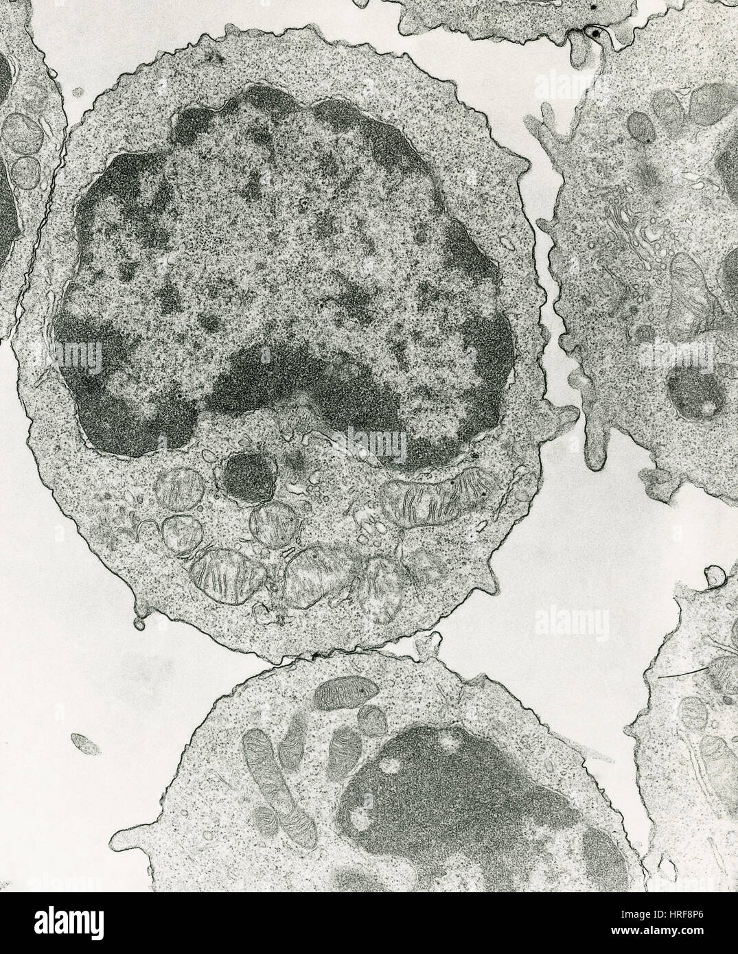 Des lymphocytes de souris, TEM Banque D'Images
