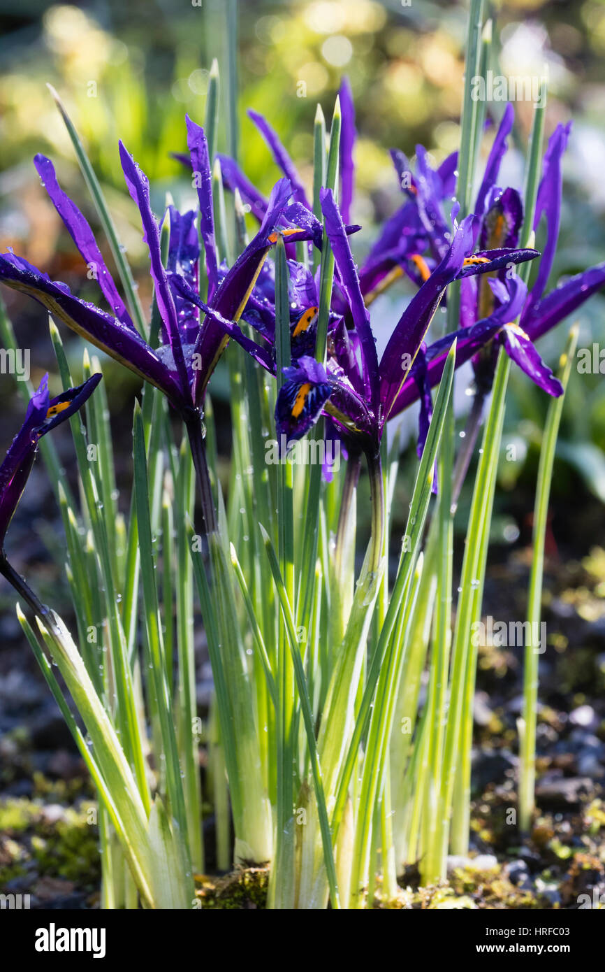 Fleurs de l'hiver nain en fleurs, bulbe Iris reticulata. Banque D'Images