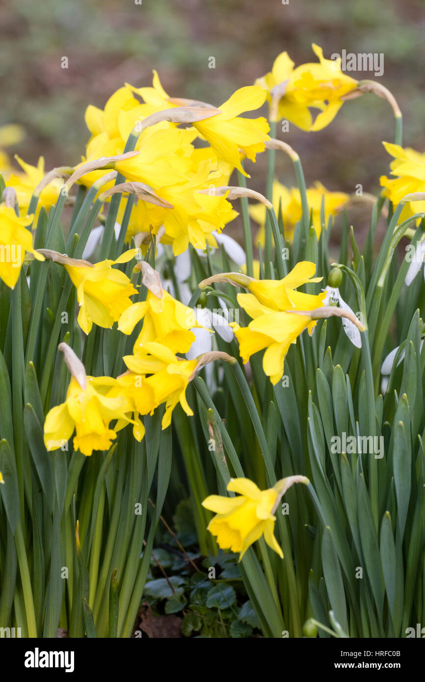 La floraison précoce de la trompettes jaune Lily, Narcissus pseudonarcissus Carême, jonquille indigènes Banque D'Images