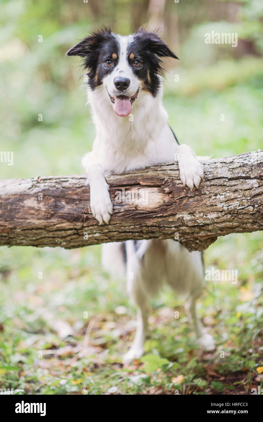 Bordercollie rire contre un arbre tombé en Finlande Banque D'Images