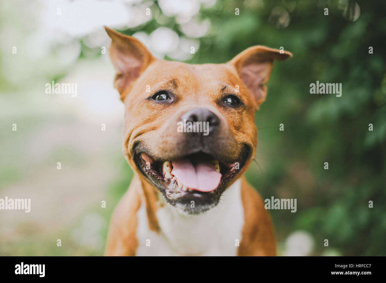 Dans staffordshirebullterrier rire une photo en gros Banque D'Images