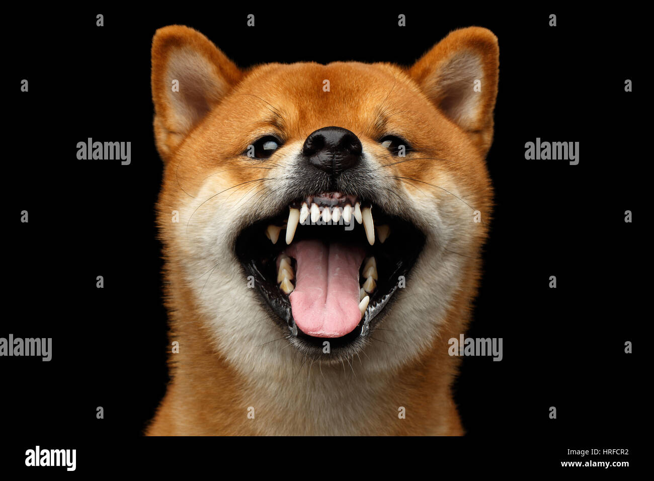 Portrait de growls agressifs Shiba Inu chien isolé, fond noir, Front view Banque D'Images