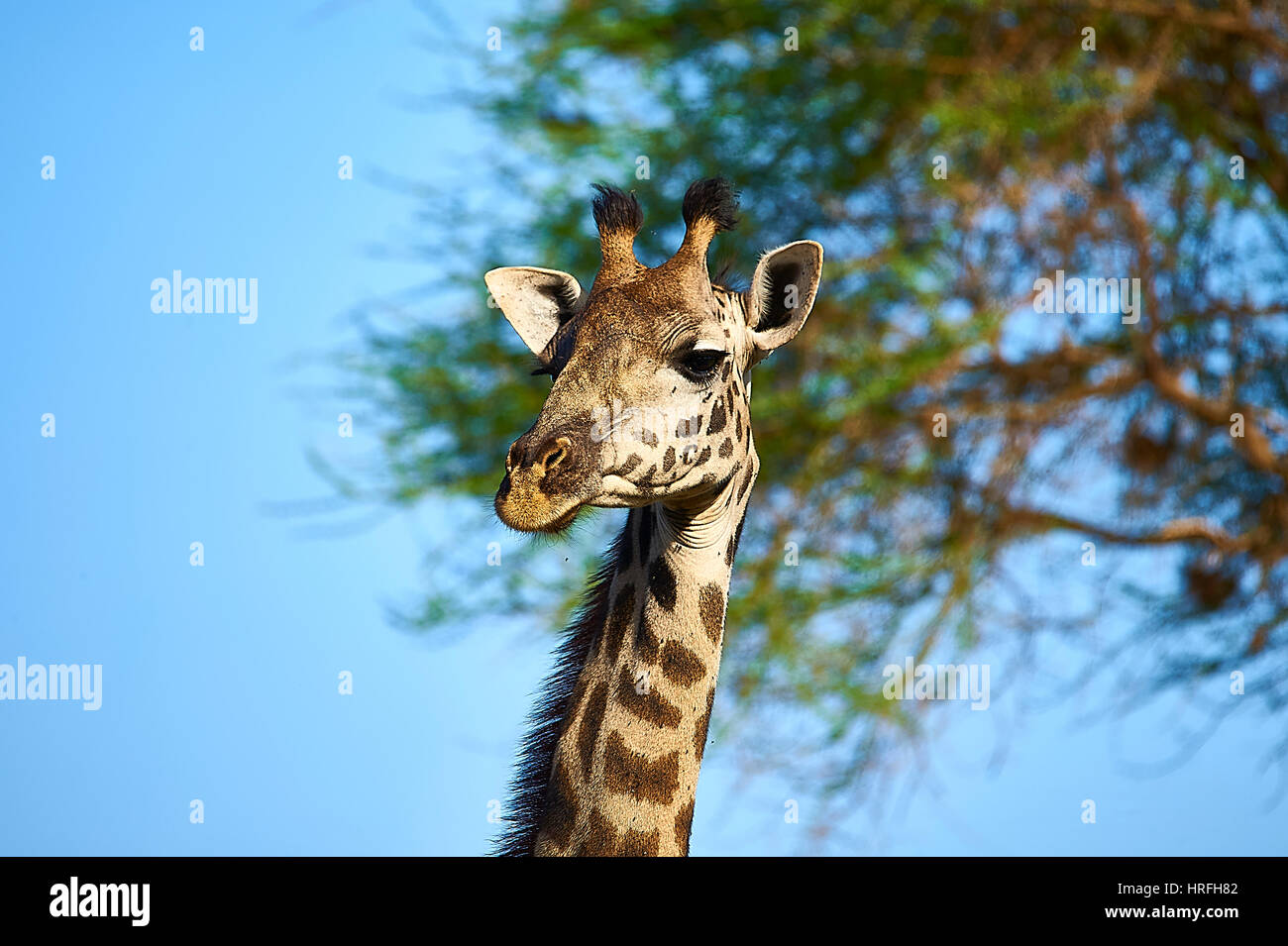 Portrait de Girafe Massaï Banque D'Images