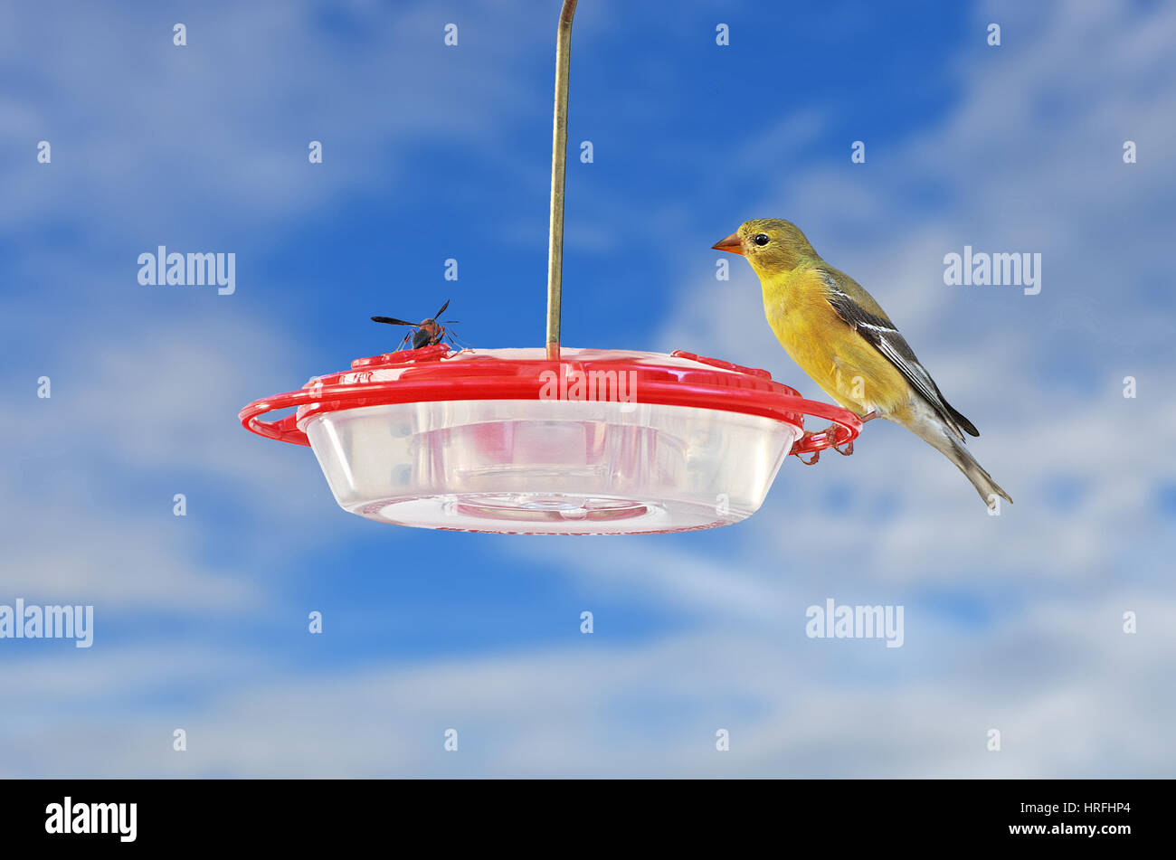 Une grande guêpe et un chardonneret jaune (Spinus tristis) s'affrontent sur une mangeoire. Banque D'Images