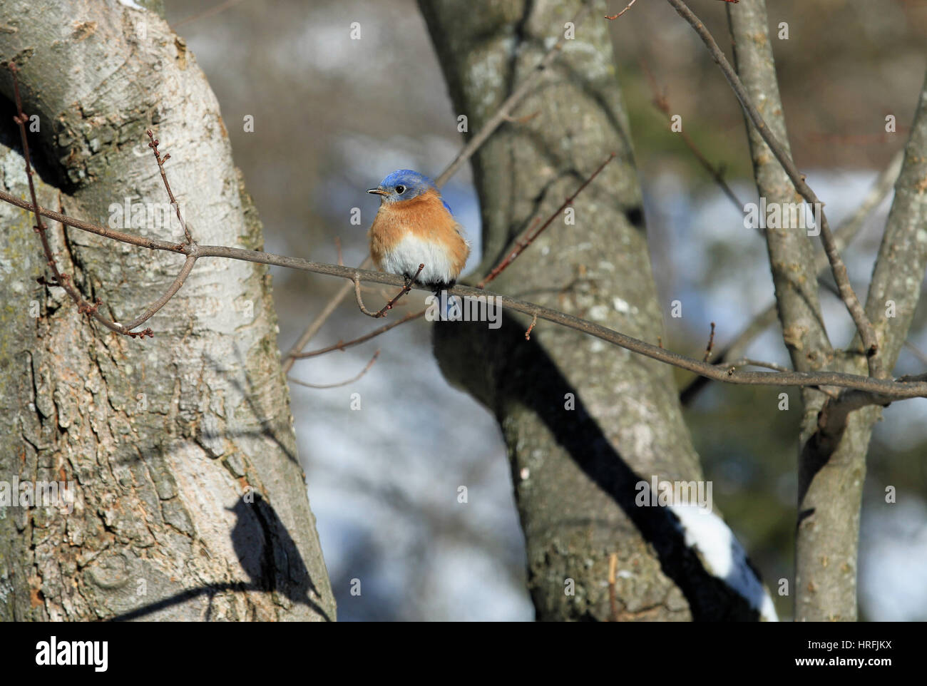 Un homme merlebleu de l'Est (Sialia sialis) jette une ombre bien que perché sur la branche d'un érable en hiver Banque D'Images