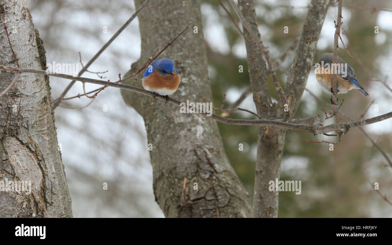 Une paire d'oiseaux bleus de l'Est (Sialia sialis) se percher sur les branches d'un érable en hiver Banque D'Images