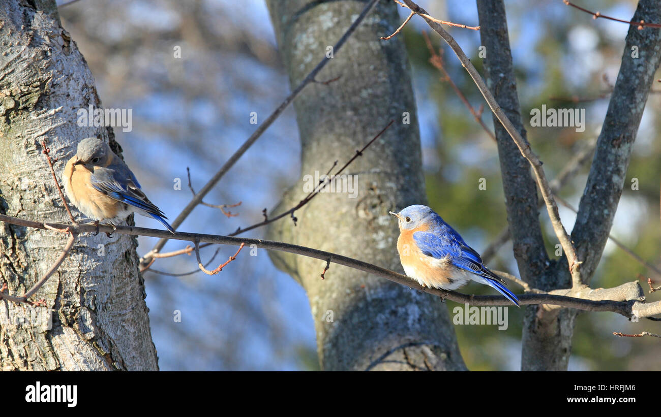 Une paire d'oiseaux bleus de l'Est (Sialia sialis) perché sur la branche d'un érable en hiver Banque D'Images