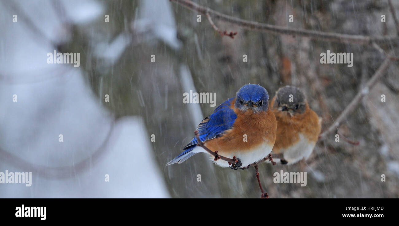 Une paire d'oiseaux bleus de l'Est (Sialia sialis) bravant une tempête Banque D'Images