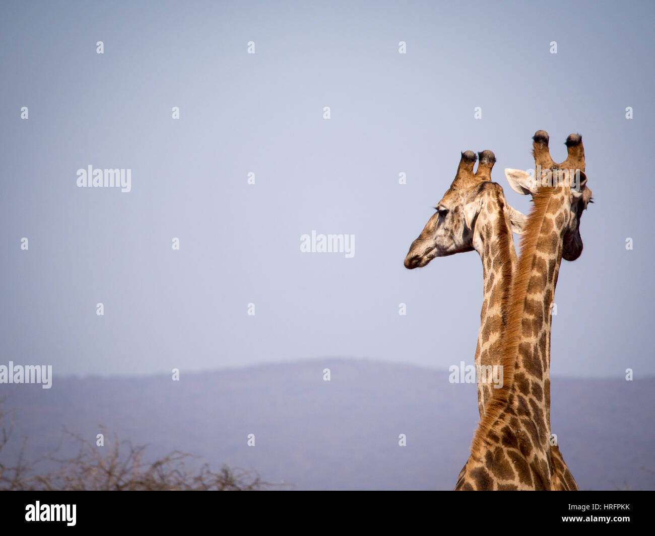 Deux Girafes en Afrique du Sud (Giraffa giraffa) Banque D'Images