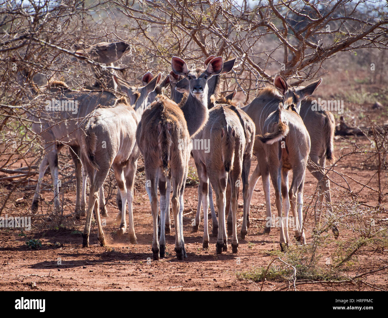 Femme grand koudou (Tragelaphus strepsiceros) Banque D'Images