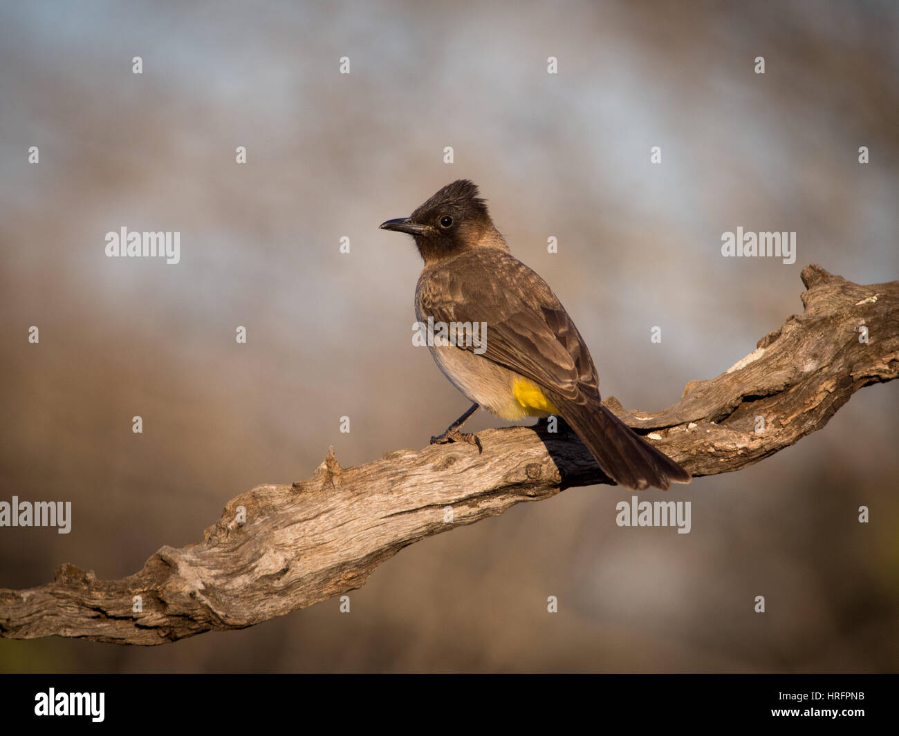 Bulbul des jardins (Pycnonotus barbatus commun) Banque D'Images