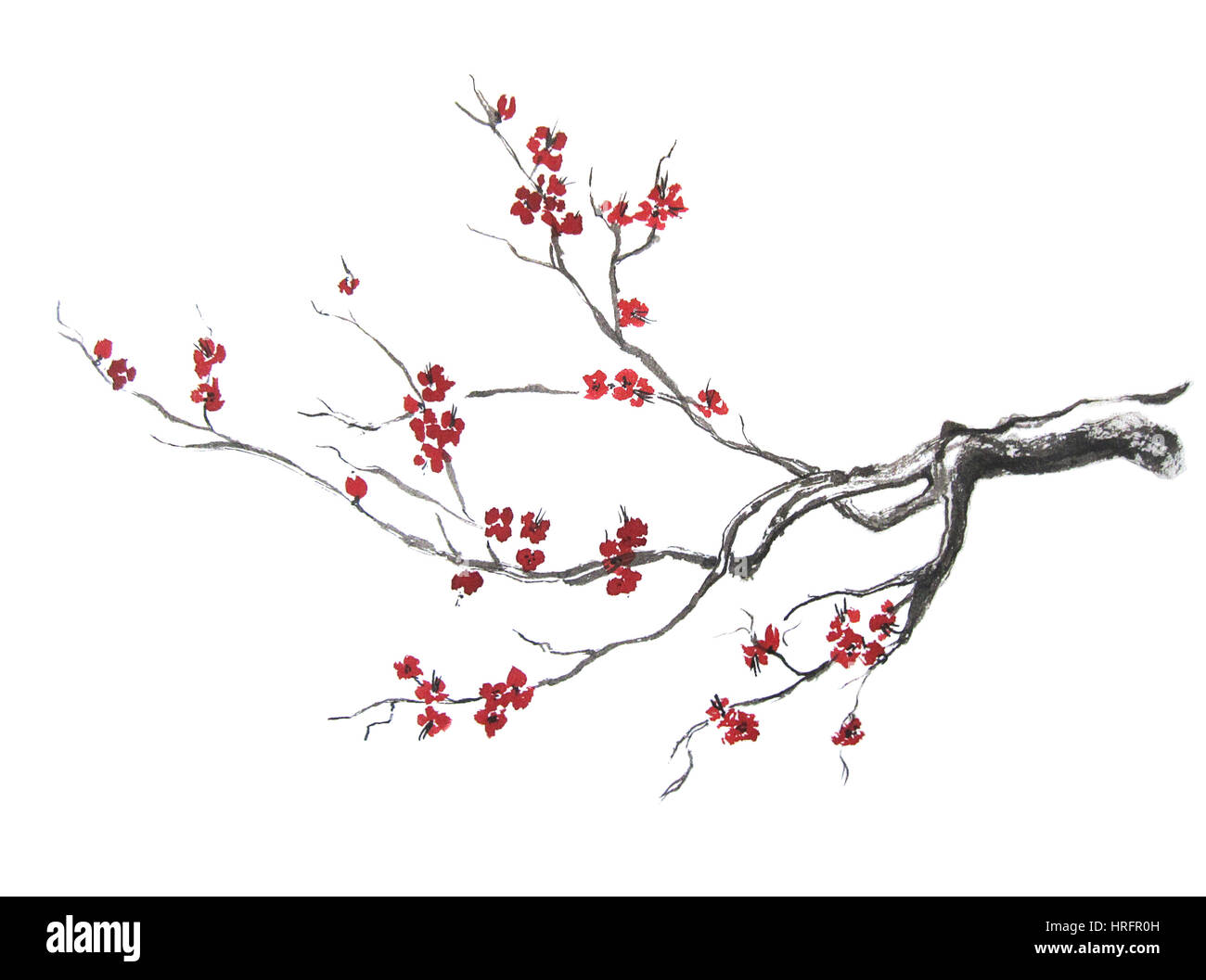 Branche de fleur de cerisier encre oriental peinture. Banque D'Images