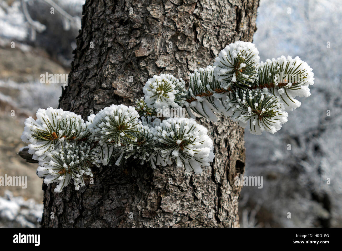 La direction générale de l'épinette de neige avec des aiguilles couvertes de neige. Banque D'Images