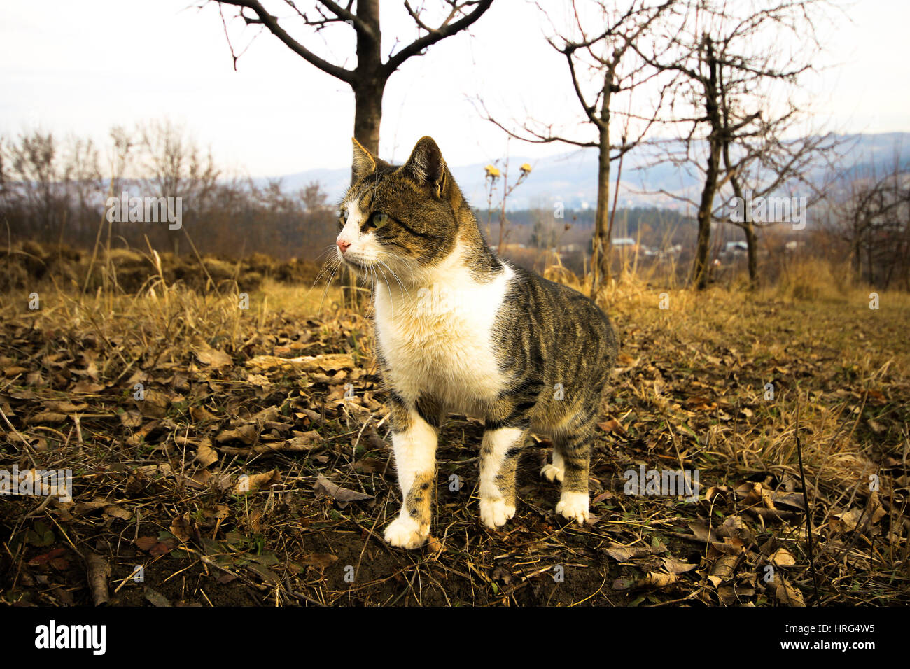 Photo de chat errant dans l'automne Banque D'Images