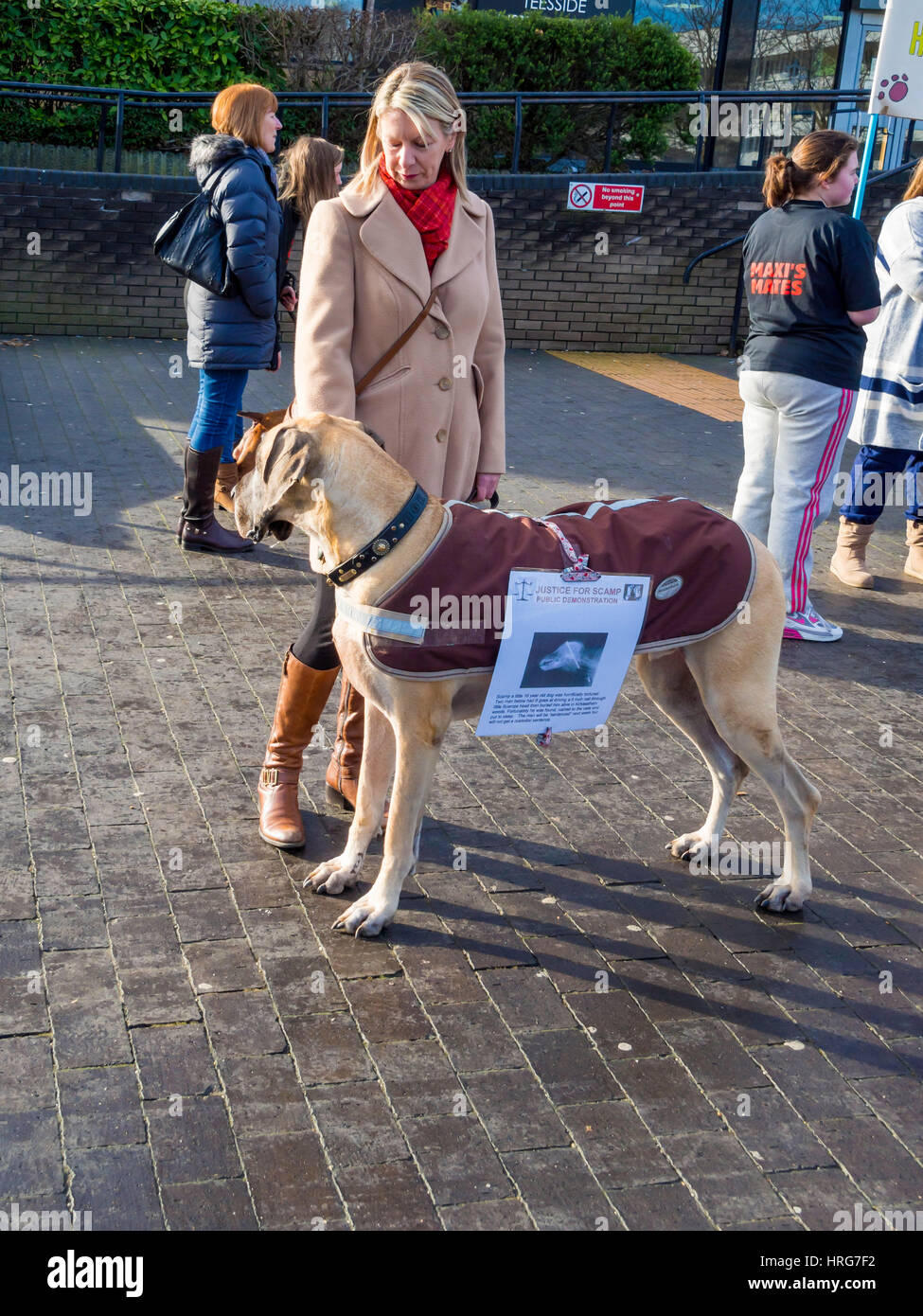 Middlesbrough Cleveland, 1 mars 2017. Les amoureux des animaux a organisé une manifestation publique à l'extérieur de Teesside Magistrates Court aujourd'hui, lorsque la détermination de la peine pour un cas de cruauté envers les animaux était détenu. Les défendeurs Richard Finch (60) et Michael Heathcock (59) avait plaidé coupable à des accusations de cruauté envers les animaux. Le chien d'Heathcock, nommé Scamp, avaient été trouvés enterrés vivants et avec un grand clou enfoncé dans la tête dans un acte de cruauté inexplicable. Les hommes ont été condamnés à quatre mois de prison, et l'interdiction à vie de la garde d'animaux. Crédit : Peter Jordan NE/Alamy Live News Banque D'Images
