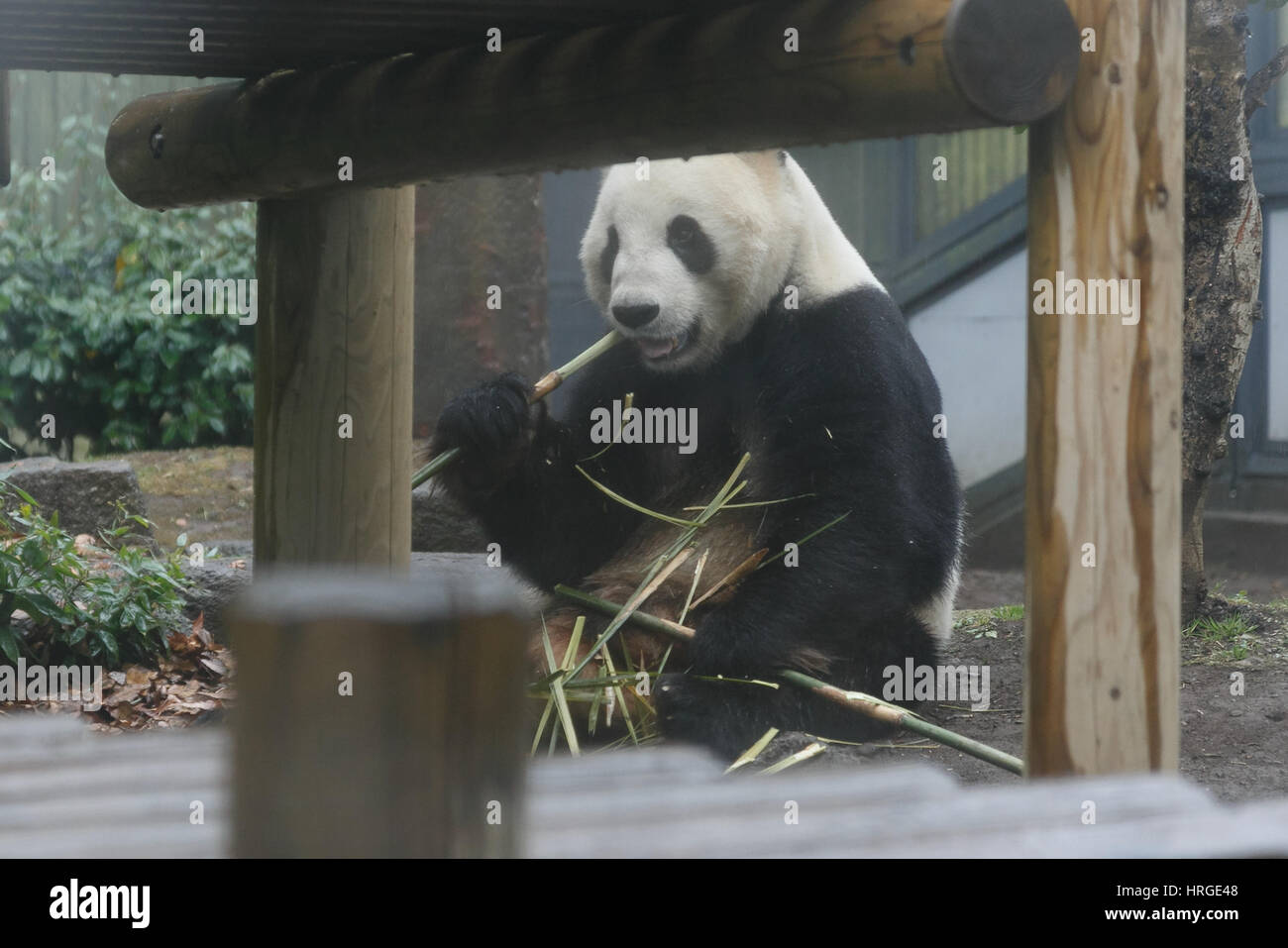 Tokyo, Japon. 2 mars 2017. Shin Shin, une femelle panda géant est vue à son enclos au Zoo de Ueno le 2 mars 2017, Tokyo, Japon. Le zoo de Ueno de Tokyo pandas géants (Shin Shin et Ri Ri) accouplé pour la première fois en quatre ans lundi. Zoo de Ueno a annoncé que les pandas se sont accouplés pour 52 secondes. Il y a maintenant moins de 2 000 pandas géants dans la nature. Credit : Rodrigo Reyes Marin/AFLO/Alamy Live News Banque D'Images