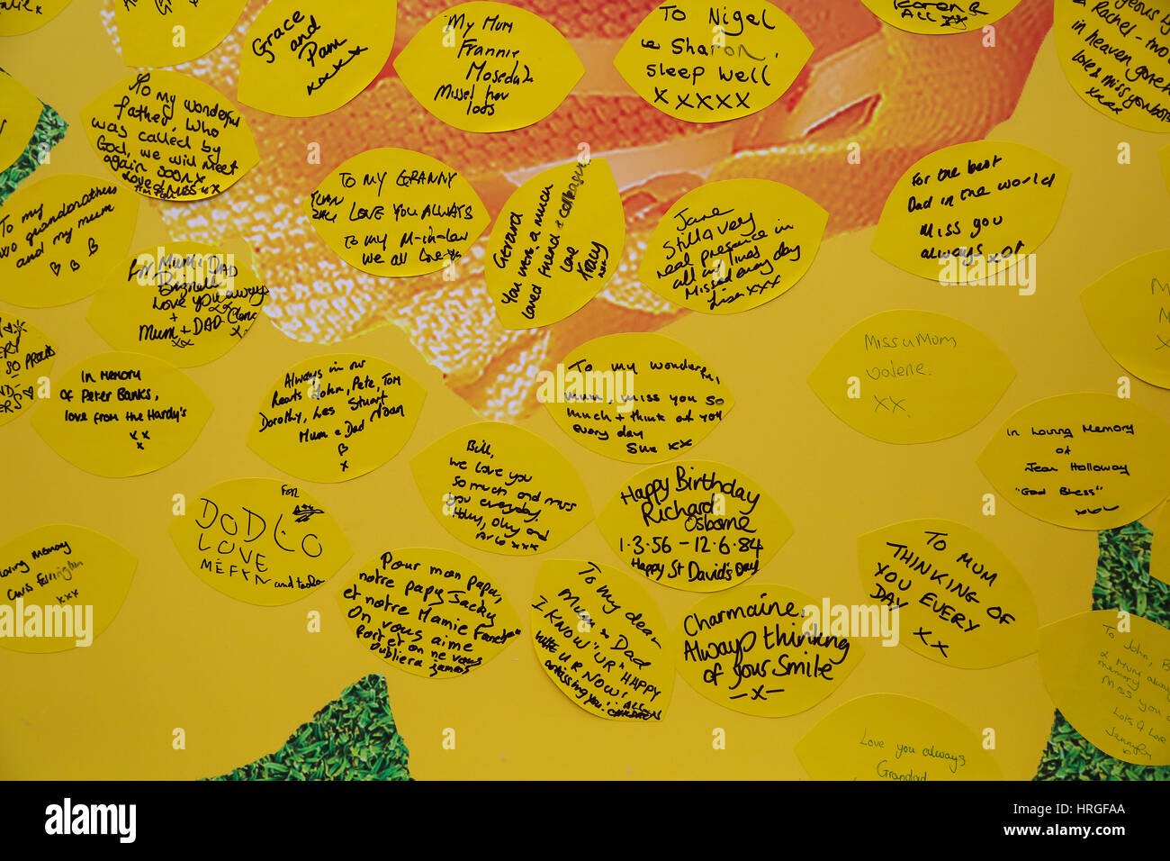 Paternoster Square, Londres, Royaume-Uni. 2 Mar 2017. 2 100 des jonquilles pour chaque infirmière qui s'occupe des malades en phase terminale ont été plantées dans un jardin de lumière pour marquer le travail de Marie Curie d'infirmières. L'installation à Paternoster Square à Londres jusqu'au 12 mars. Credit : Dinendra Haria/Alamy Live News Banque D'Images