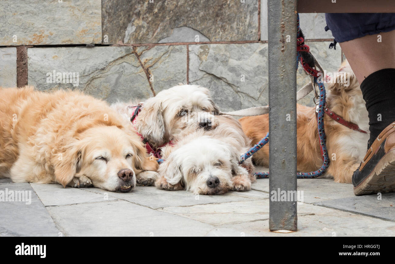 Couchage chiens en plein air Banque D'Images