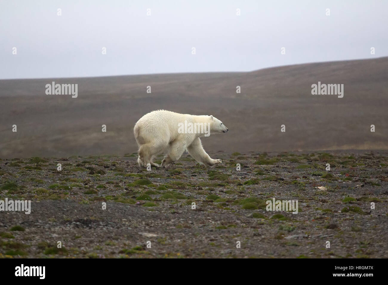 Des Profils L Ours Polaire Ursus Maritimus Erre Dans Le Desert De L Arctique A La Recherche De Nourriture L Archipel De La Nouvelle Zemble Photo Stock Alamy